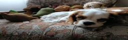Cavalier King cani in vendita: Cuccioli di Cavalier King con pedigree - Annuncio 10