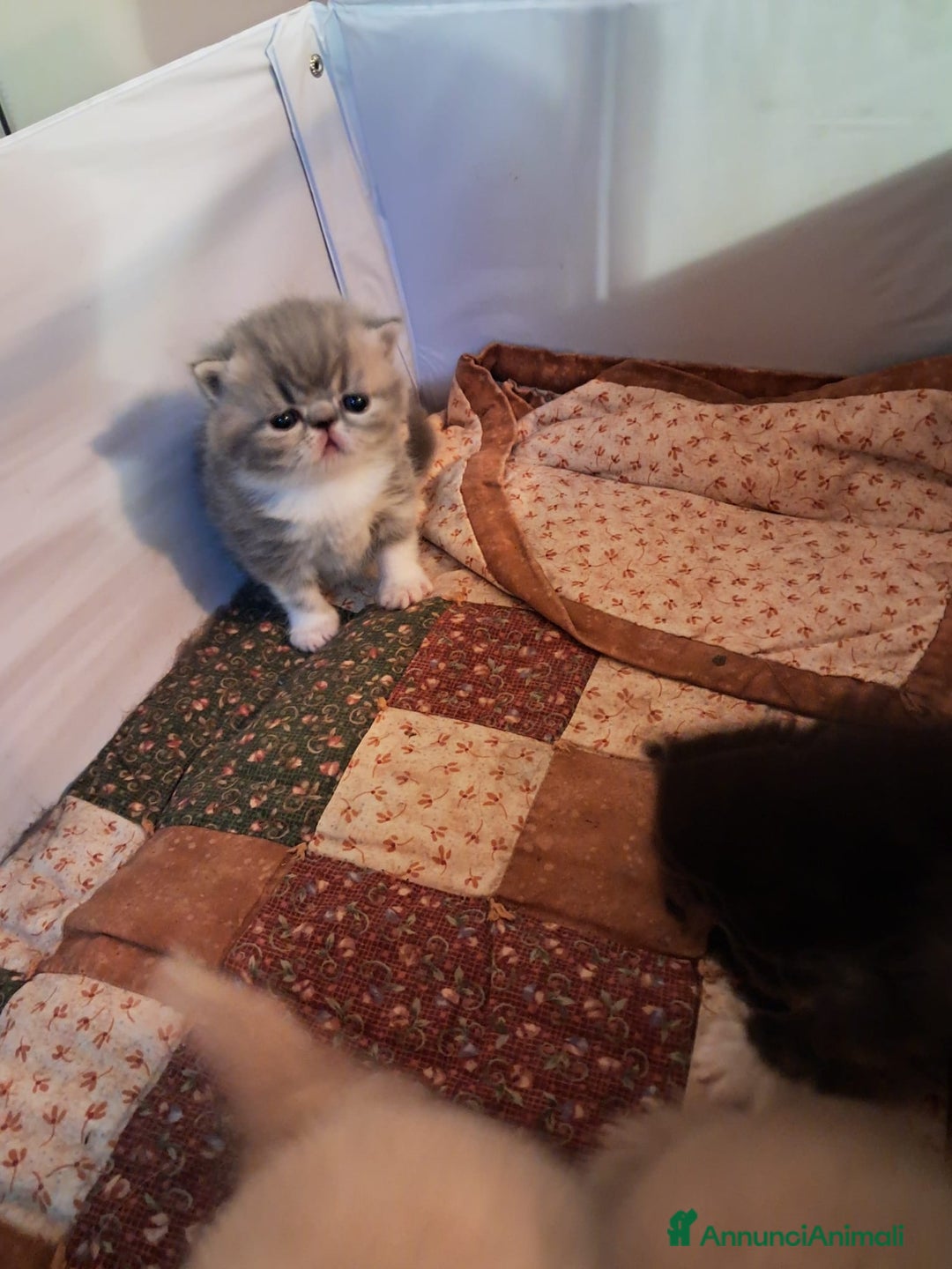 Persiano gatti in vendita: cuccioli persiani ed esotici - Annuncio 2