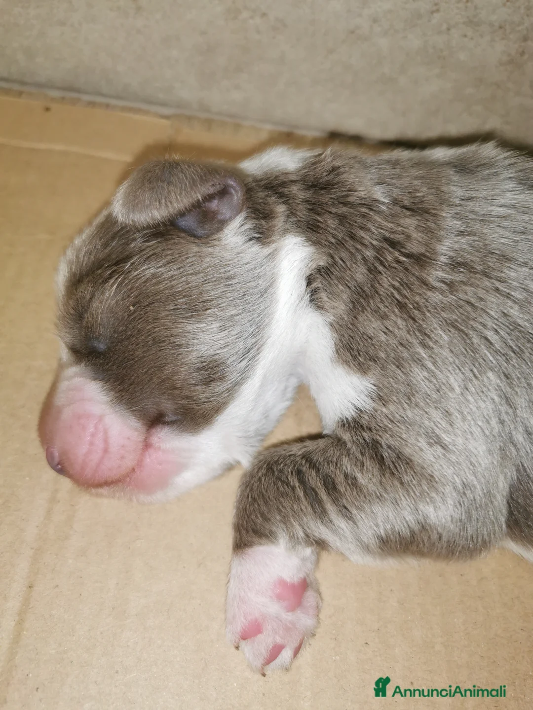 Bearded Collie cani in vendita: Bearded Collie cuccioli  - Annuncio 2
