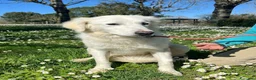 Meticcio cani in regalo: MARY ABBANDONATA COME SPAZZATURA CERCA CASA - Annuncio 2