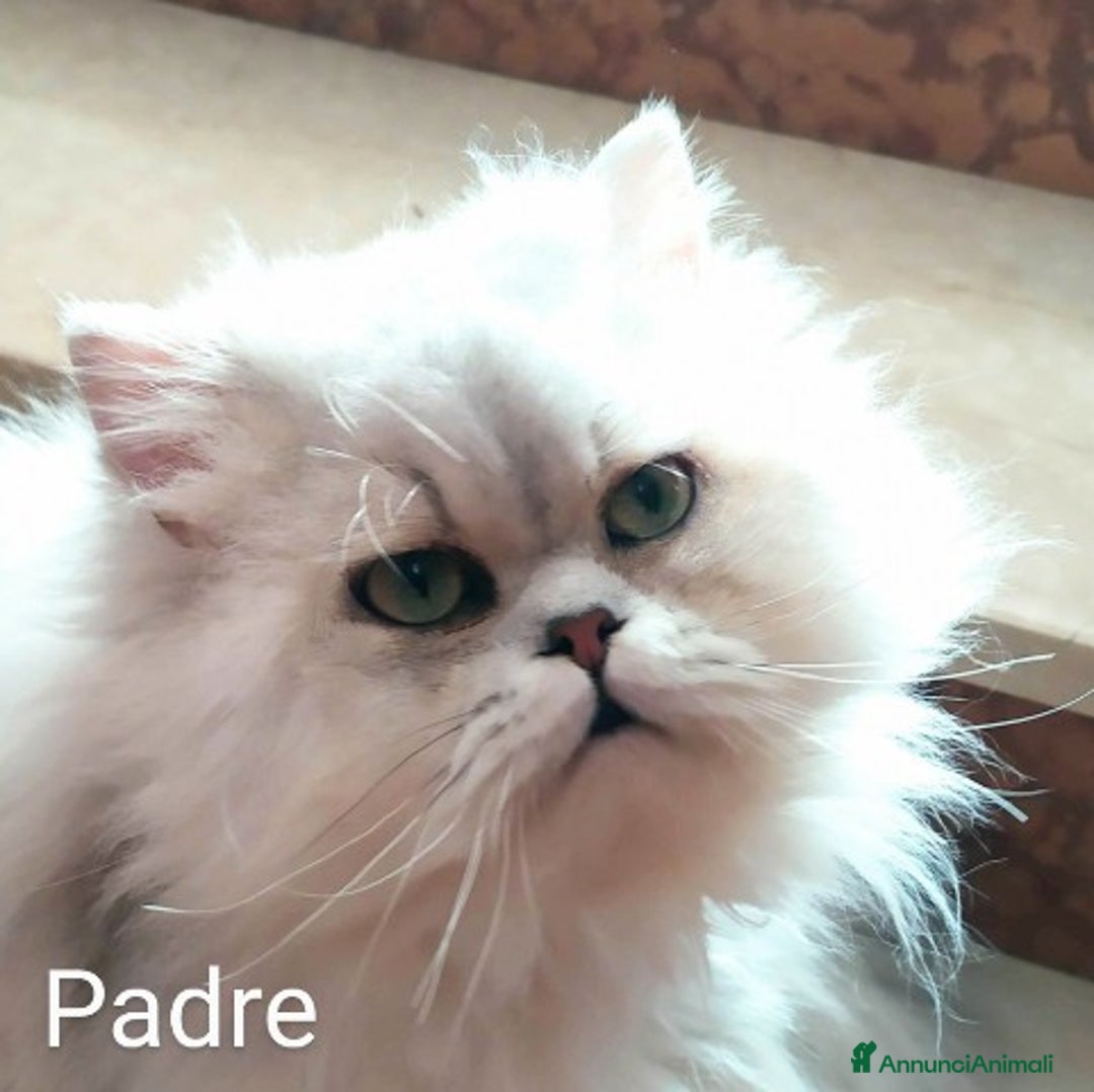 Persiano gatti in vendita: Gattini persiani normotipo Chinchilla  a Provincia di Modena - Immagine 18