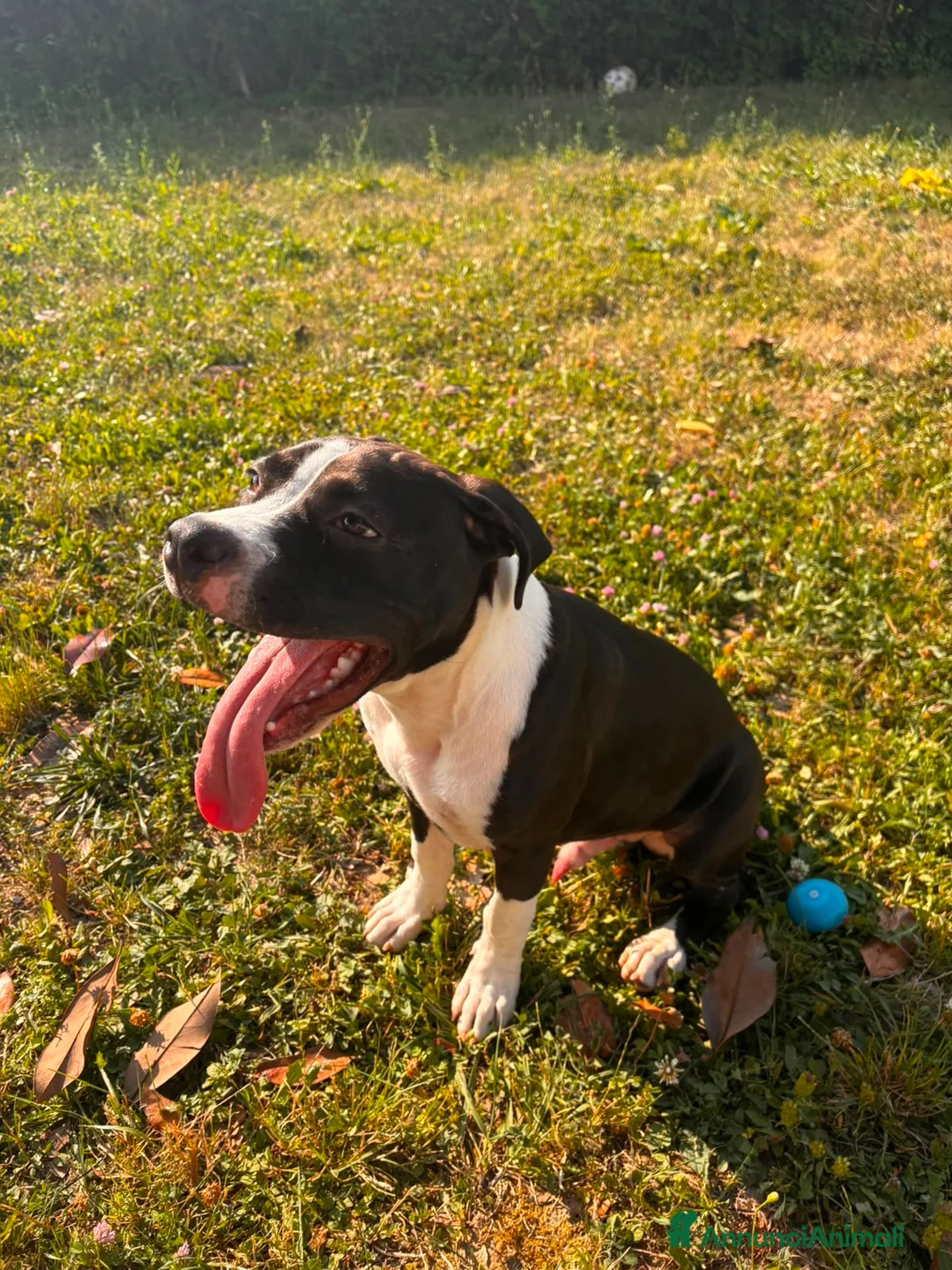 American Staffordshire cani in vendita: American staffordshire terrier a Provincia di Padova - Annuncio 6
