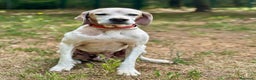 Pointer cani in regalo: VENTO abbandonato dal cacciatore a Pomezia - Annuncio 7