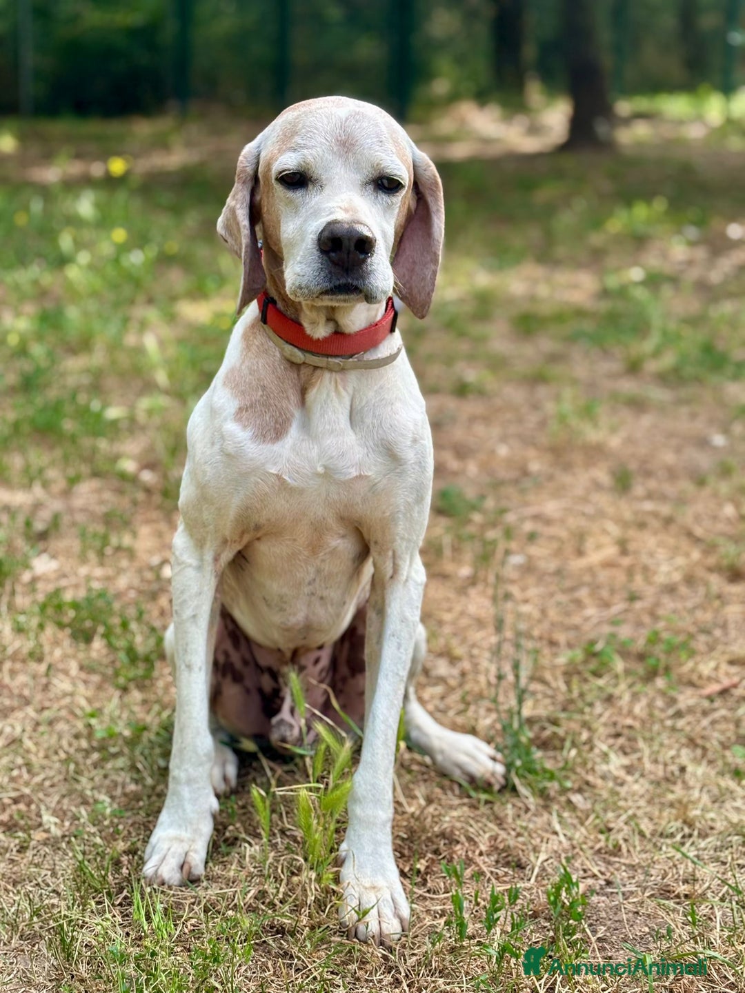 Pointer cani in regalo: VENTO abbandonato dal cacciatore a Pomezia - Annuncio 7