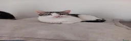 Europeo gatti in regalo: Adorabile gatto in adozione, MIELE! - Annuncio 3