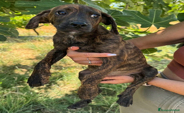 Meticcio cani a Provincia di Teramo - Annuncio 1