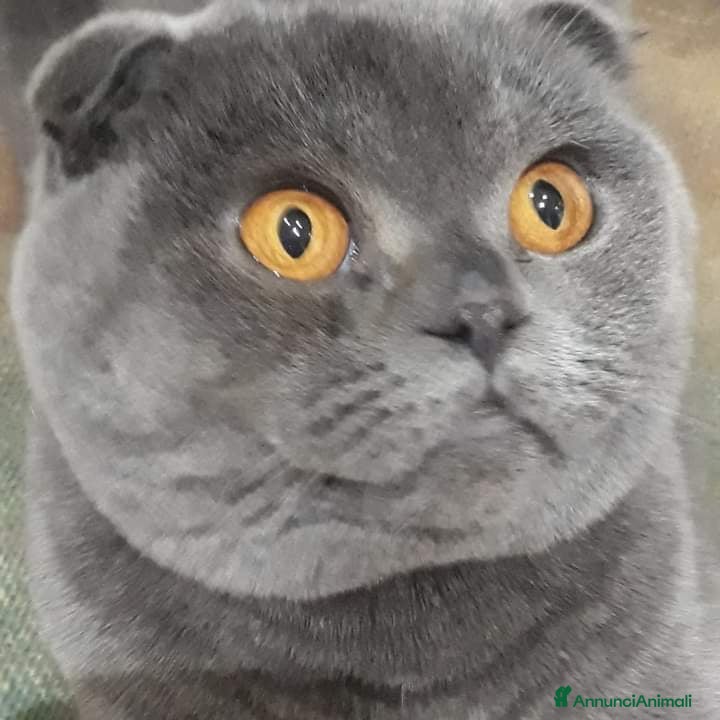Scottish gatti ALLEVAMENTO - Annuncio 5