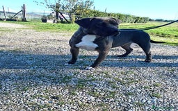 Pitbull cani in regalo: SIMONE, PIT BULL COLOR GRIGIO  a Provincia di Latina - Immagine 3
