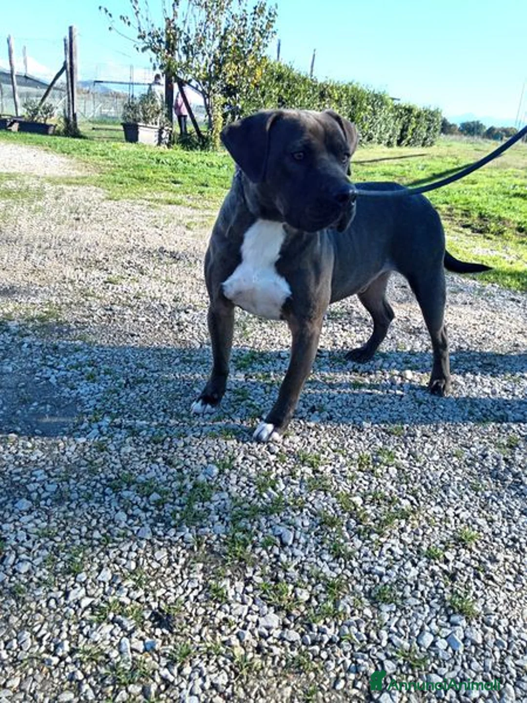 Pitbull cani in regalo: SIMONE, PIT BULL COLOR GRIGIO  a Provincia di Latina - Annuncio 3