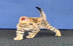 Bengala gatti in vendita: Bengala cuccioli 2 mesi con pedigree a Provincia di Alessandria - Immagine 3