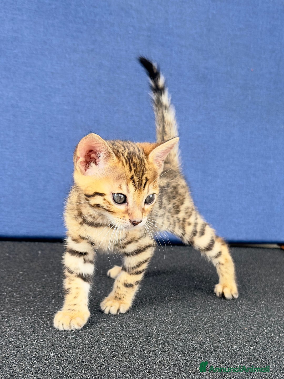 Bengala gatti in vendita: Bengala cuccioli 2 mesi con pedigree a Provincia di Alessandria - Immagine 3