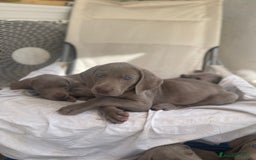 Weimaraner cani in vendita: Cuccioli Weimaraner pubblicita segugio a Provincia di Padova - Immagine 4