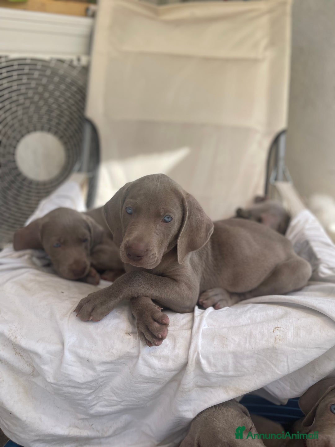 Weimaraner cani in vendita: Cuccioli Weimaraner pubblicita segugio a Provincia di Padova - Immagine 4