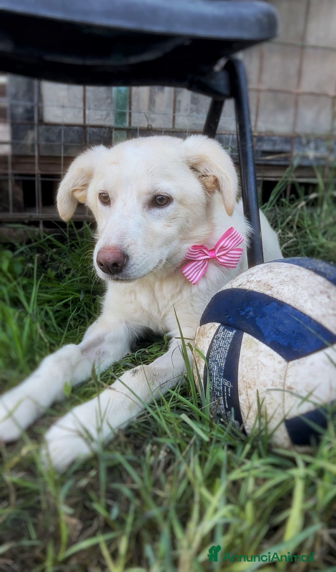 Meticcio cani in regalo: ZOOMY 🩷 - cucciola, cerchiamo adozione urgente 🥺 - Annuncio 4