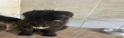 Meticcio cani in regalo: Zorro, Schnauzer-Terrier Mix in canile a Catania - Annuncio 2