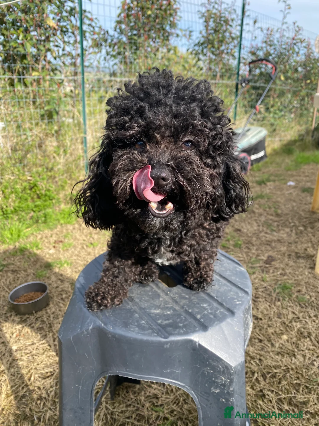 Barboncino Toy cani per accoppiamento: Barboncino Toy  - Annuncio 13