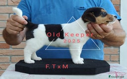 Jack Russell cani in vendita: Cuccioli Jack Russell Terrier con Pedigree a Provincia di Alessandria - Immagine 10