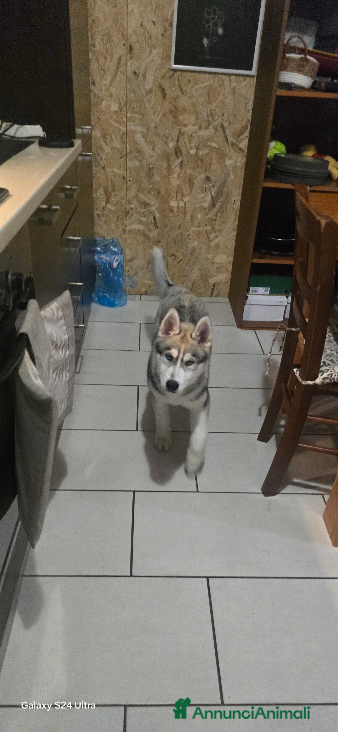 Husky cani in vendita: Cucciola husky a Provincia di Ascoli Piceno - Immagine 5