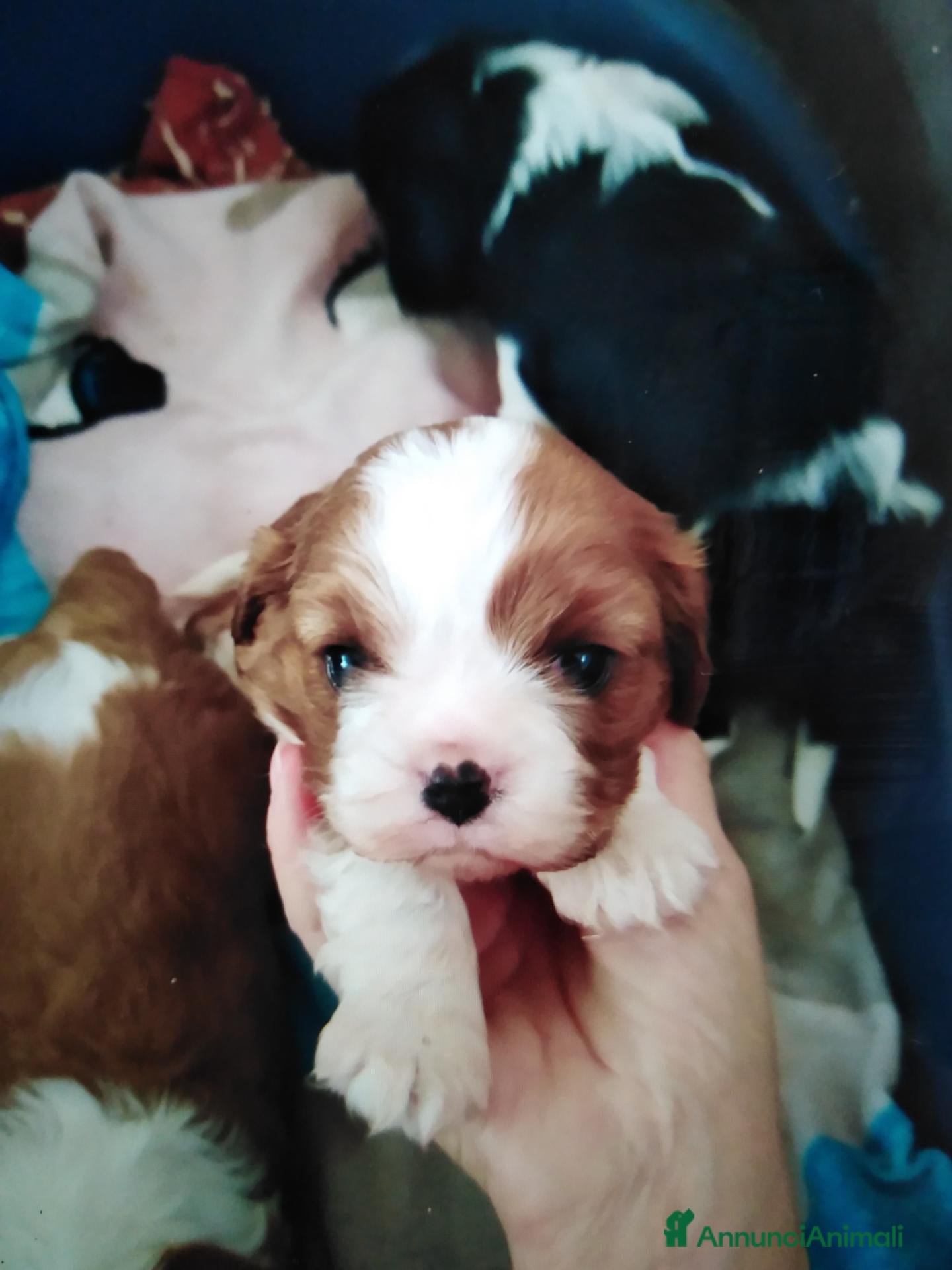 Cavalier King cani Cavalier King charles spaniel cucciolata  - Annuncio 2