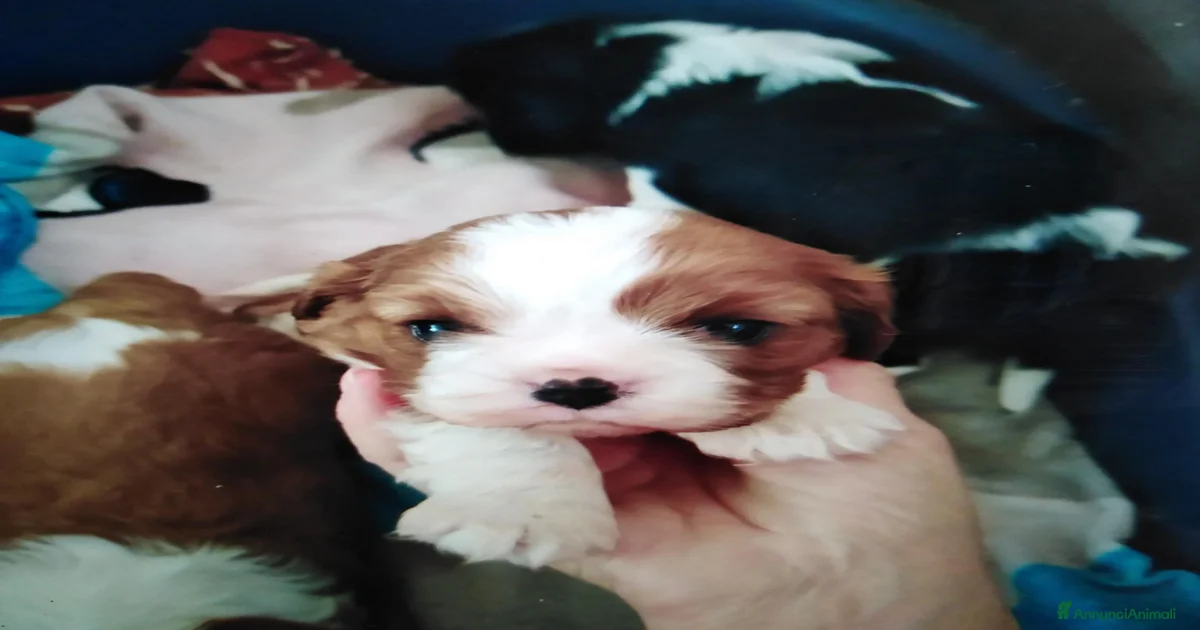 Cavalier King Charles Spaniel Cuccioli in vendita a Lonate Pozzolo ...