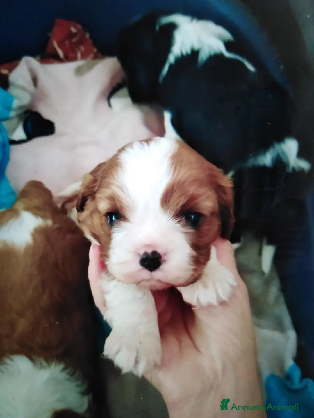 Cavalier King cani in vendita: Cavalier King charles spaniel cucciolata  - Annuncio 1
