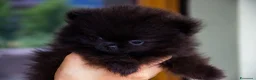 Volpino Pomerania cani in vendita: Cuccioli Spitz Tedesco Nano  - Annuncio 3