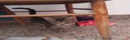 Altre razze gatti in regalo: Abbiamo nove cuccioli tigrati a Provincia di Macerata - Annuncio 2