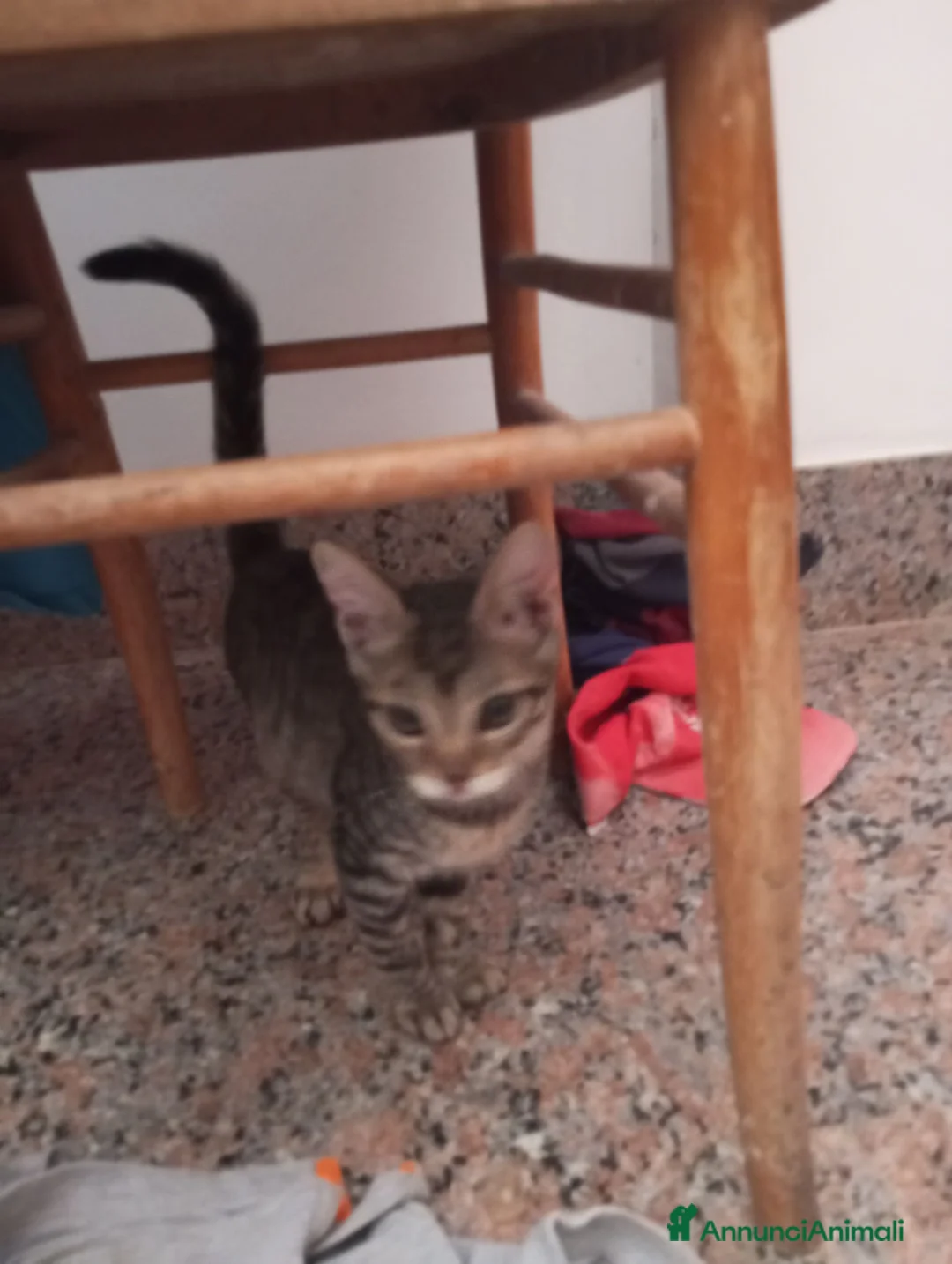 Altre razze gatti in regalo: Abbiamo nove cuccioli tigrati a Provincia di Macerata - Annuncio 2