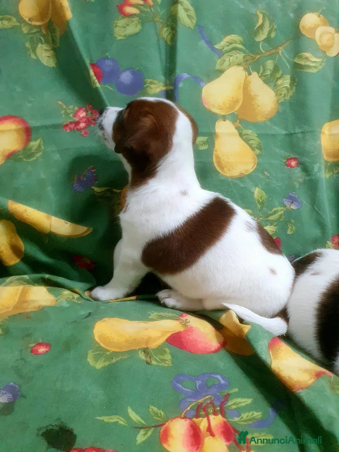 Jack Russell cani in vendita: Stupendi cuccioki di Jack Russel - Annuncio 11