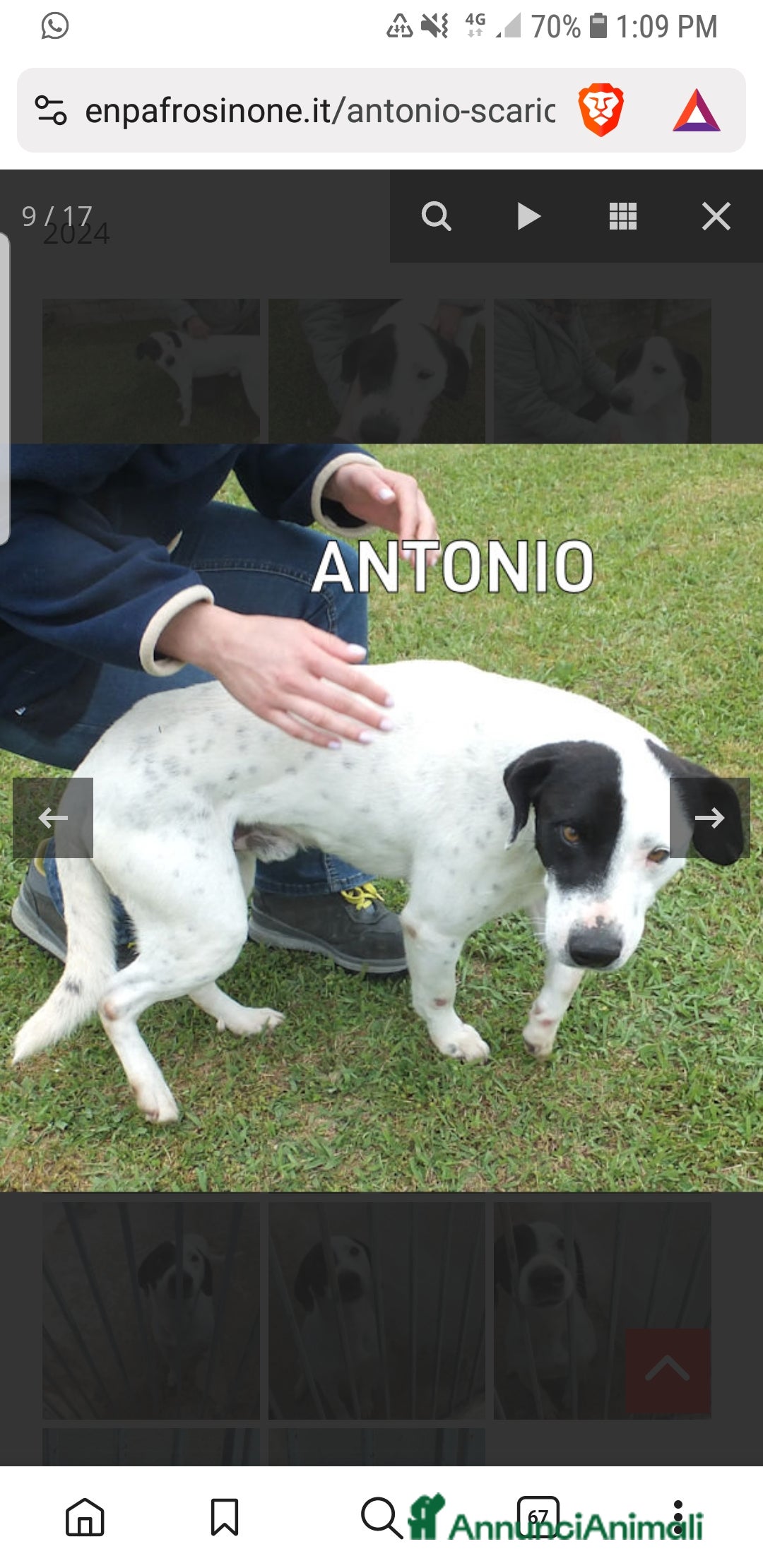 Meticcio cani in regalo: ADOZ.del cuore:, sguardo da cucciolo 6a in casa - Annuncio 1