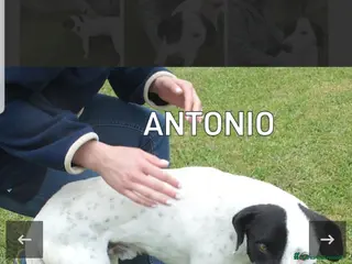 Meticcio cani ADOZ.del cuore:, sguardo da cucciolo 6a in casa - Annuncio 37