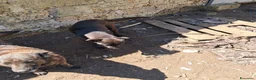 Meticcio cani in regalo: ADOZ.DEL💔:mamma e figlia abbandonate in recinto!! a Città Metropolitana di Bologna - Annuncio 4