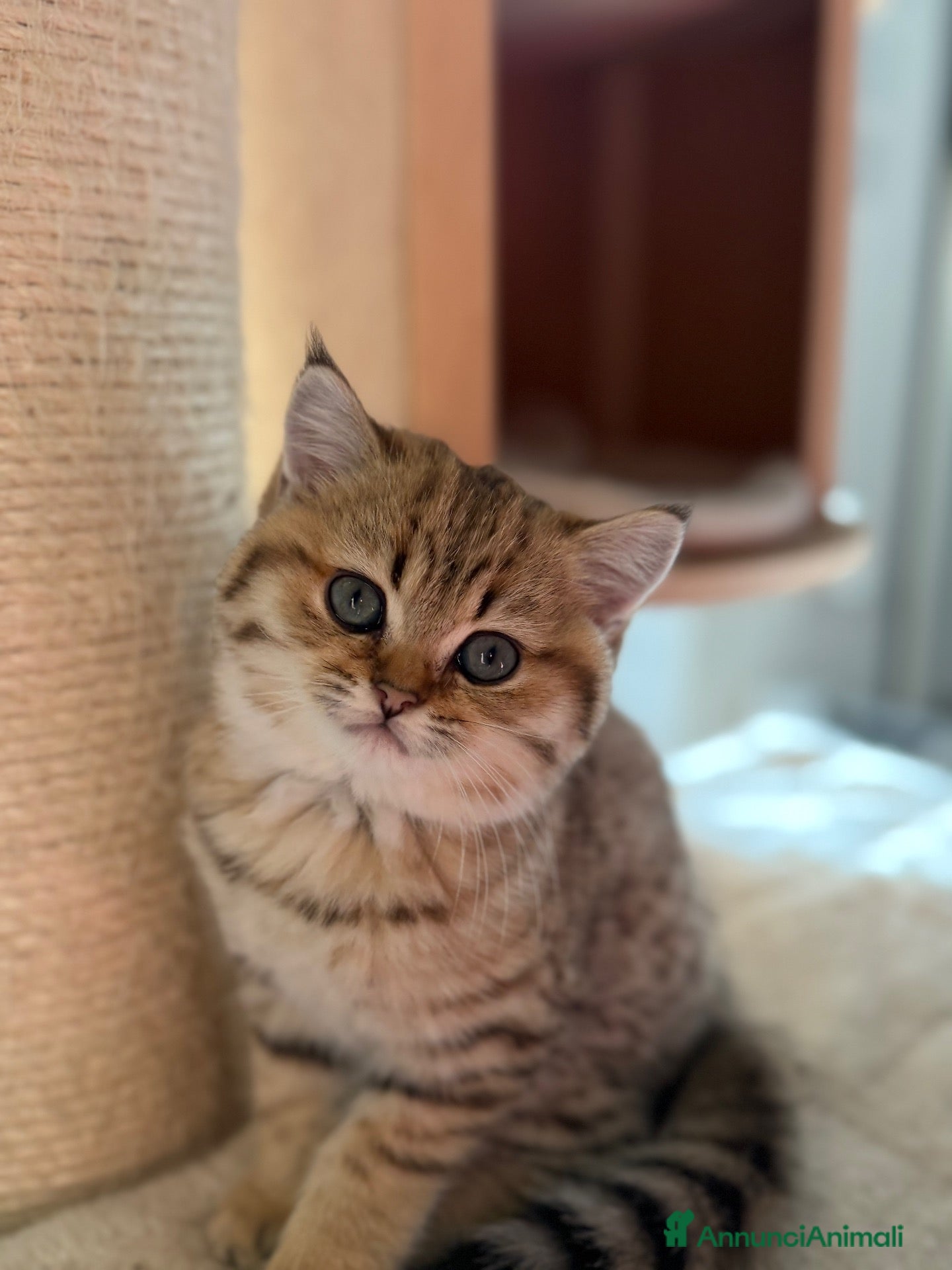 Scottish gatti Scottish fold&straihgt - Annuncio 2