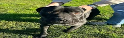 Bullmastiff cani in regalo: George, meraviglioso Pitt Bull Mastiff - Annuncio 8