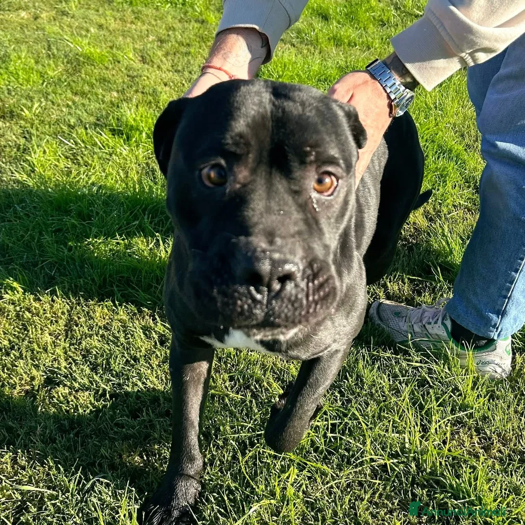 Bullmastiff cani in regalo: George, meraviglioso Pitt Bull Mastiff - Annuncio 8