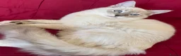 Ragdoll gatti in vendita: Gatto ragdoll - Annuncio 22