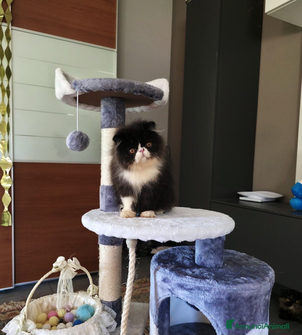 Persiano gatti Gatti persiani  - Annuncio 7