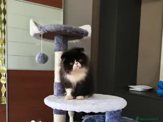 Persiano gatti Gatti persiani - Annuncio 10