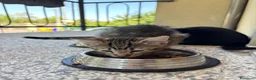 Europeo gatti in regalo: Gattina in regalo a Provincia di Parma - Annuncio 3
