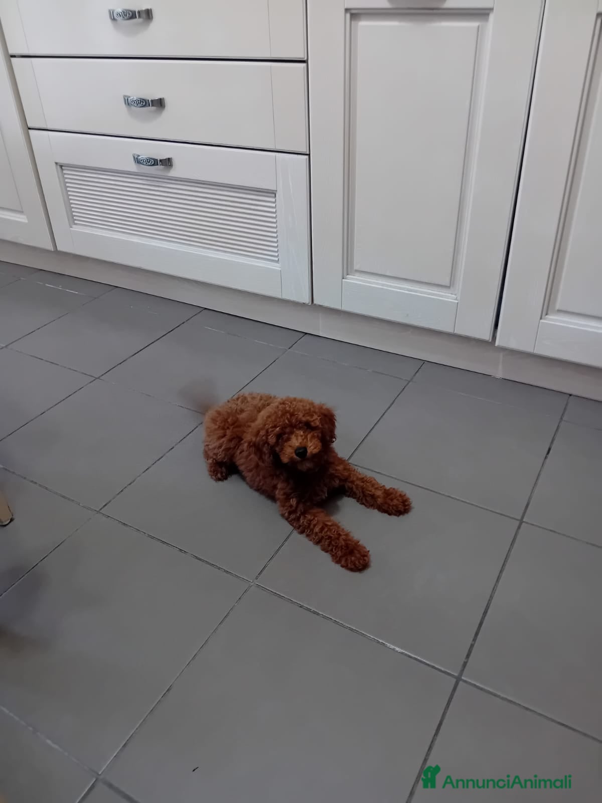 Barboncino Toy cani Barboncino Toy Red - Annuncio 18