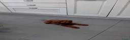 Barboncino Toy cani in vendita: Barboncino Toy Red a Città Metropolitana di Napoli - Annuncio 1
