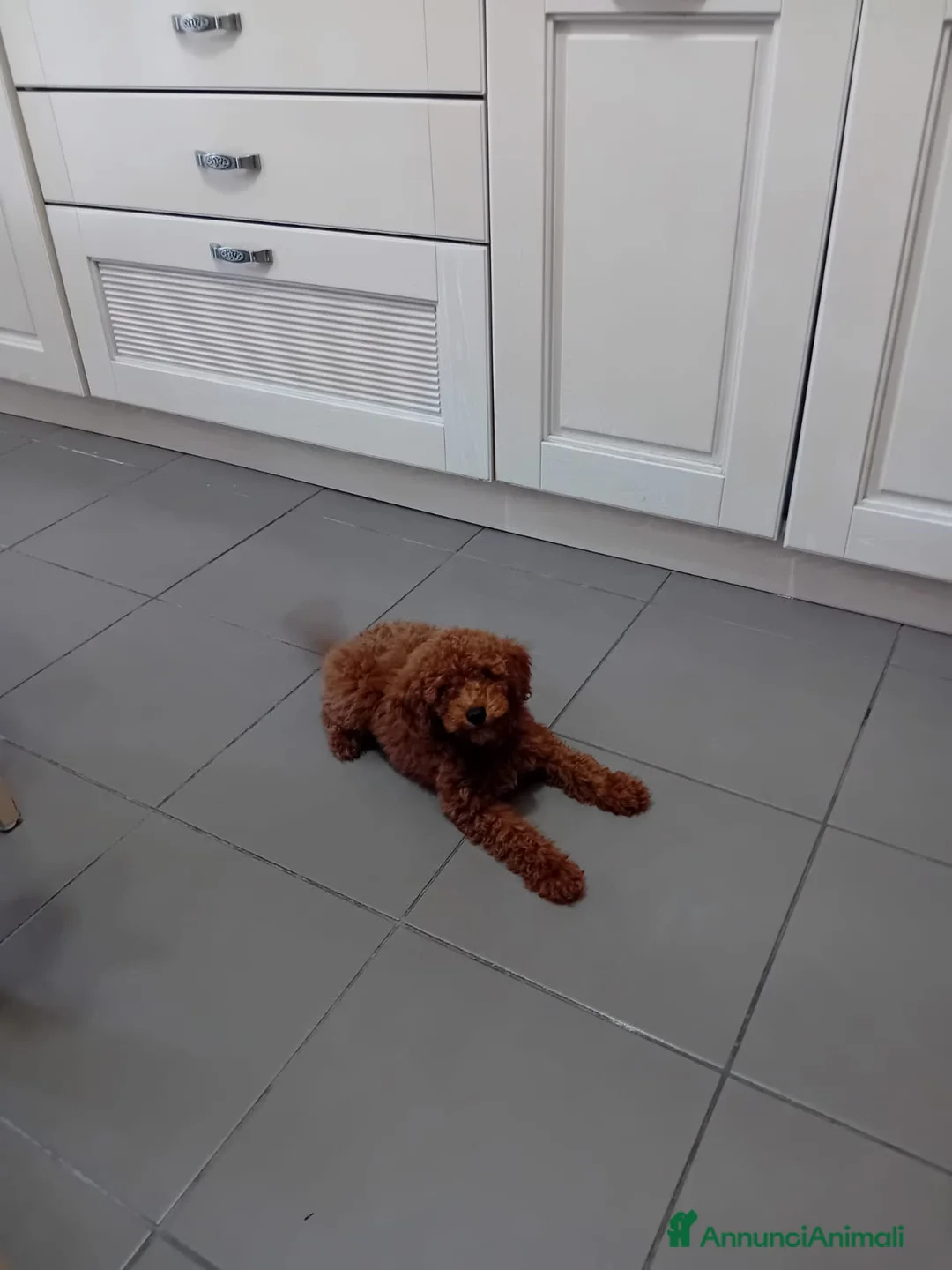 Barboncino Toy cani in vendita: Barboncino Toy Red a Città Metropolitana di Napoli - Annuncio 1