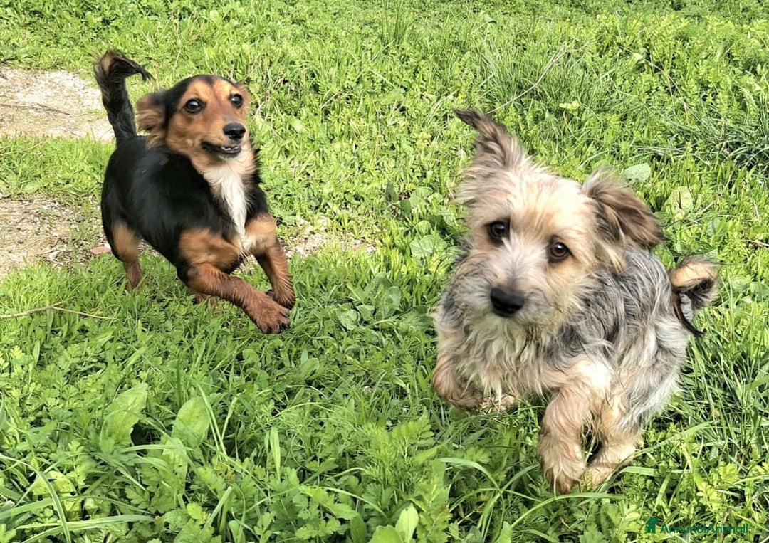 Meticcio cani in regalo: Weeny e Withcy 7 mesi taglia mini - Annuncio 5