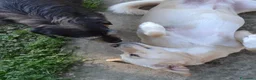 Meticcio cani in regalo: Sofia cagnolona meravigliosa - Annuncio 2