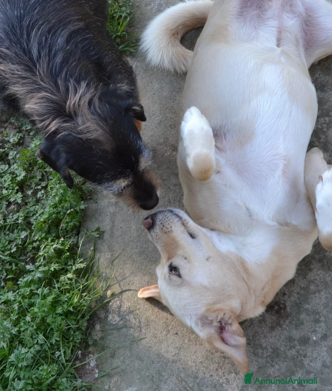 Meticcio cani in regalo: Sofia cagnolona meravigliosa - Annuncio 2