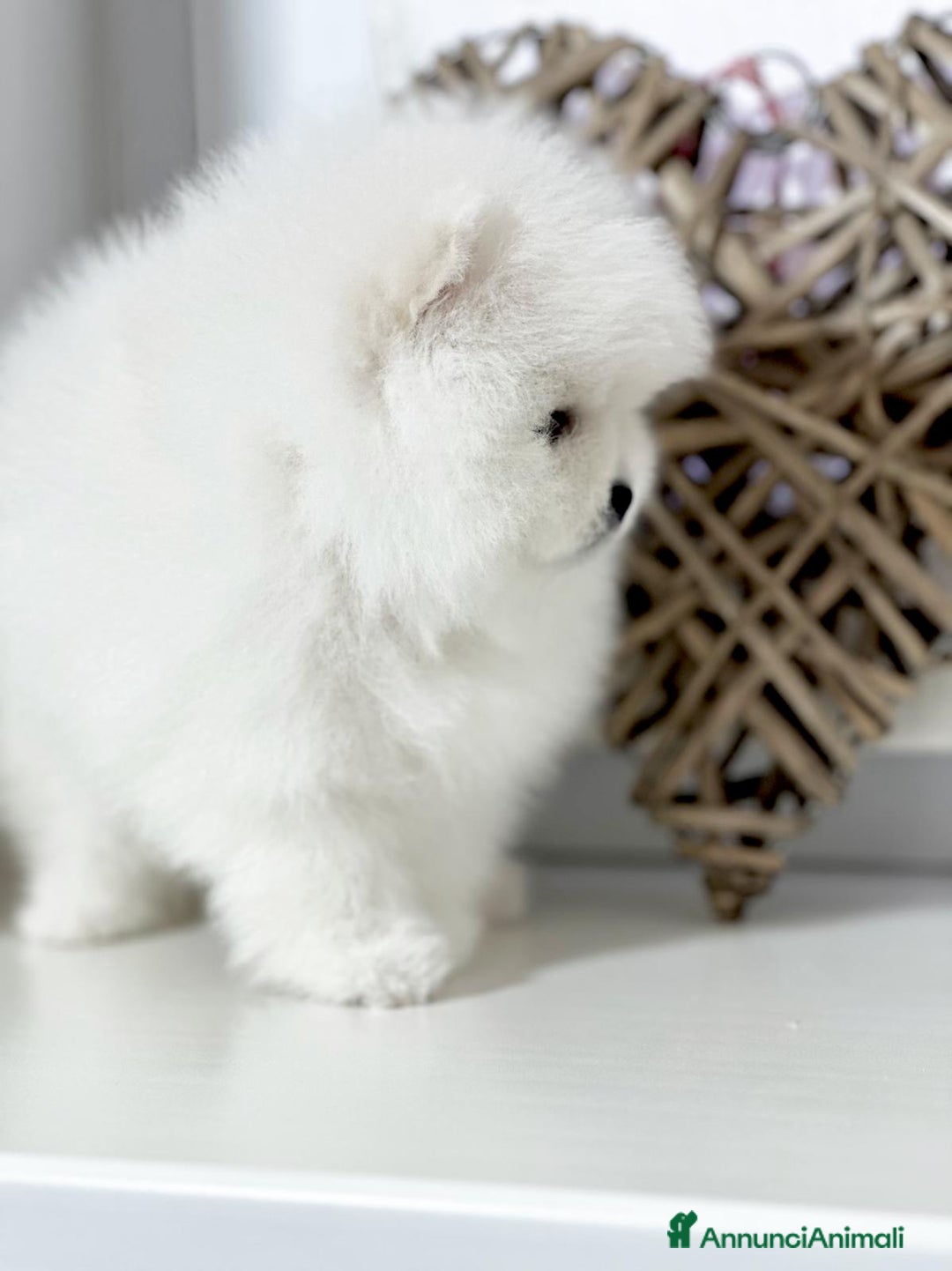 Volpino Pomerania cani in vendita: Pomerania Toy - Annuncio 8