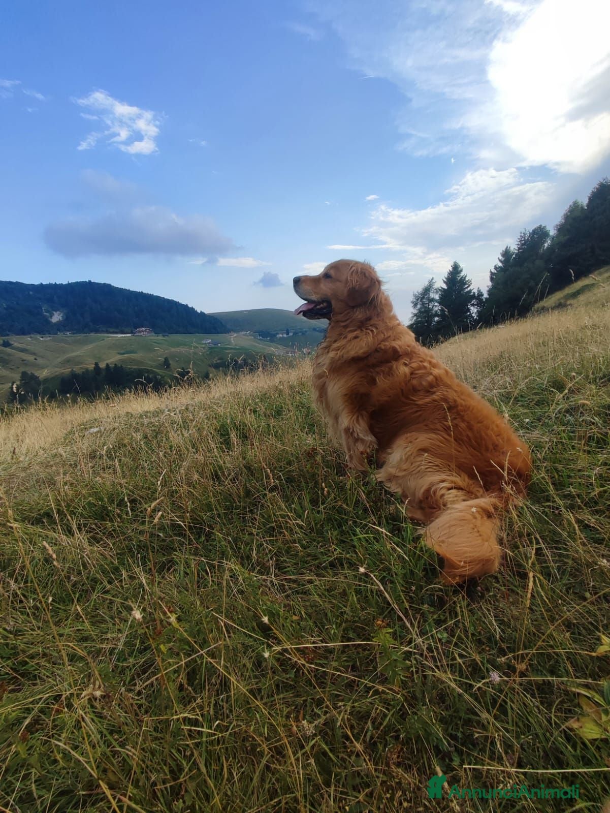 Golden Retriever cani Accoppiamento golden retriver - Annuncio 6