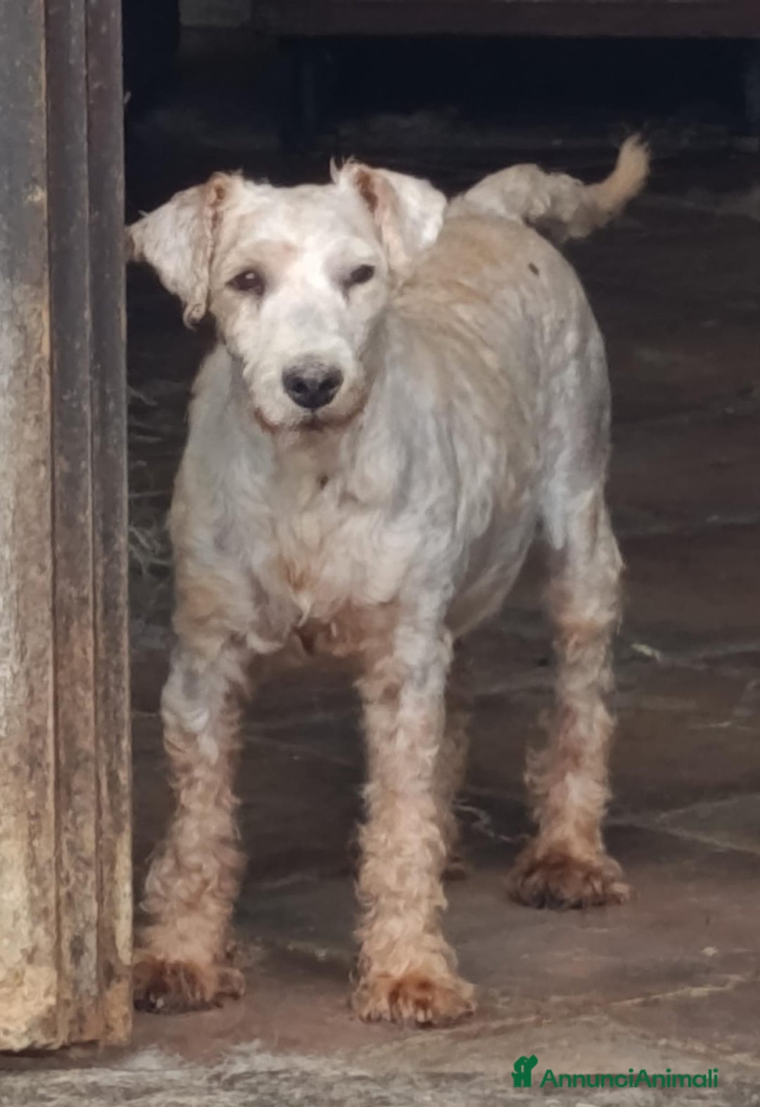 Lakeland Terrier cani in vendita: Lakeland terrier adulti a Province of Pavia - Annuncio 4