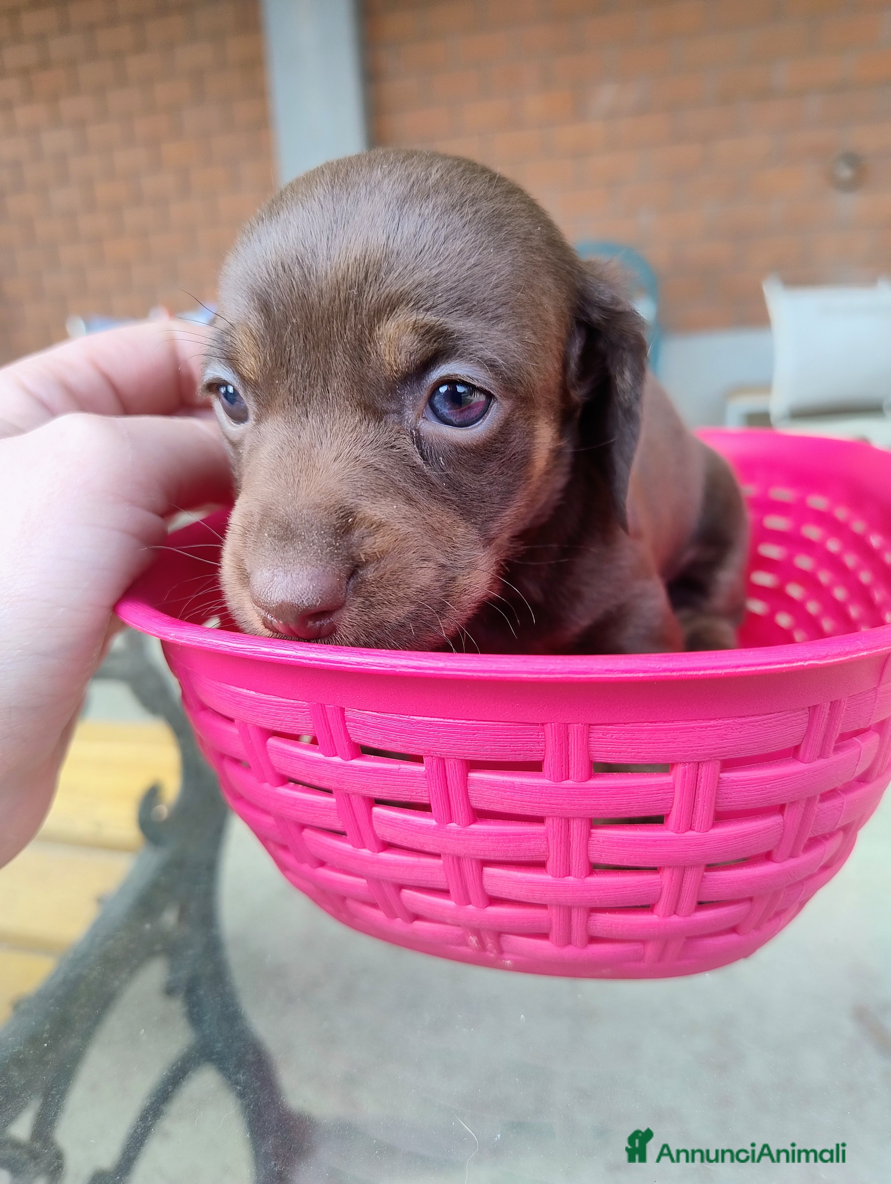 Bassotto cani Cucciolo di bassotto a pelo raso - Annuncio 2