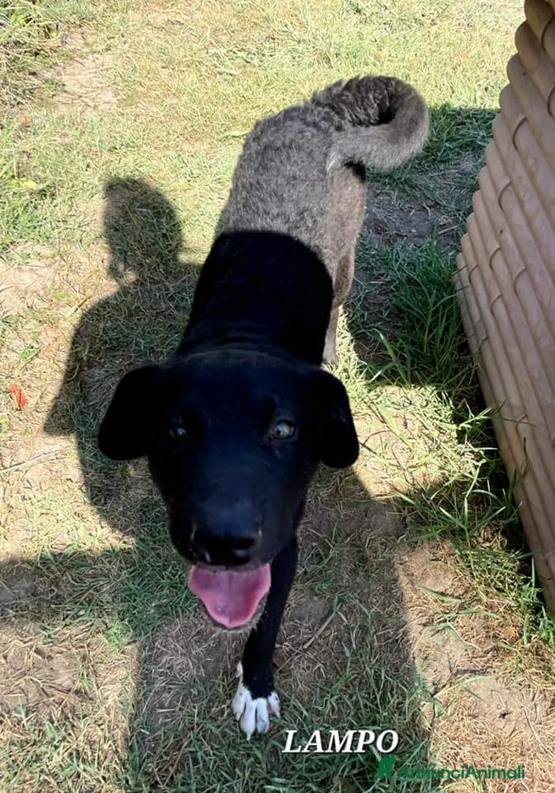 Meticcio cani in regalo: LAMPO, detto quattro calzini, cucciolo a Provincia di Latina - Annuncio 5